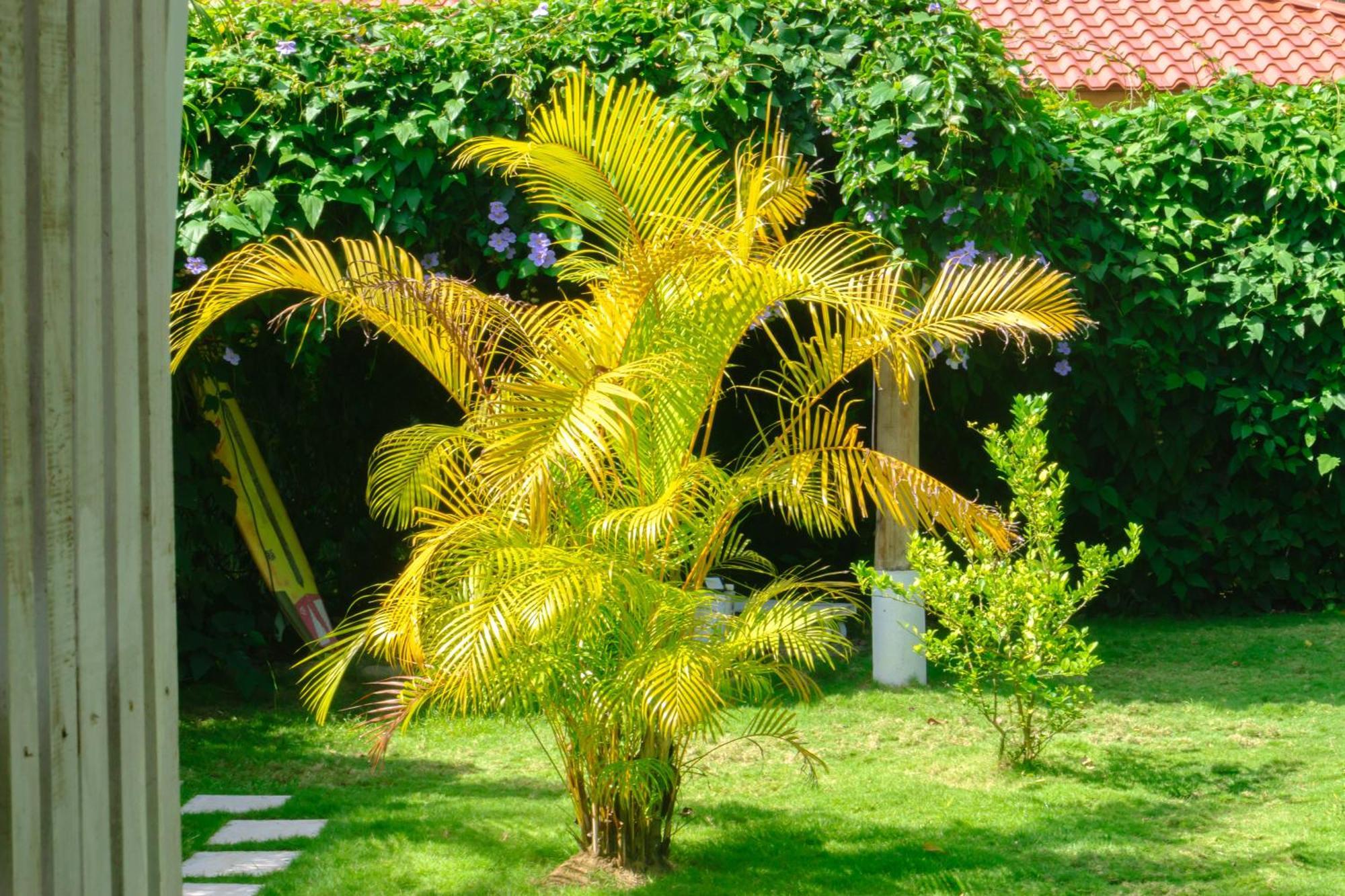 Olivia Del Caribe Suite Puerto Viejo de Talamanca Bagian luar foto